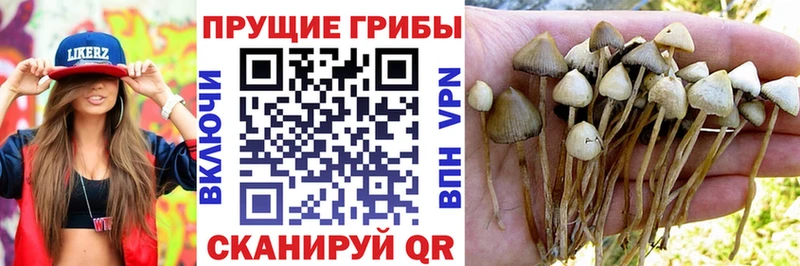 Галлюциногенные грибы Psilocybe  мега ТОР  Домодедово 